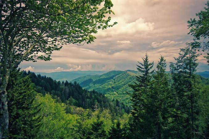 Mystic Forest View Kasauli I Serviced Villa I Best Seller I Vacations I Family Events I Open Air Lawn I Sky Bonfire I Kasauli By Exotic Stays Εξωτερικό φωτογραφία